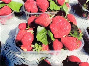Le fragole